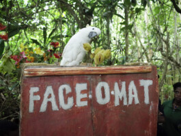 Tobias Gutmann - Face-o-mat / Sai Bot